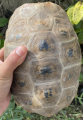 Sub Adult Female Elongated Tortoise