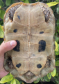 Sub Adult Female Elongated Tortoise