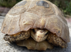 Medium Female Elongated Tortoise