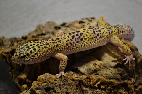 adult leopard geckos Pic of