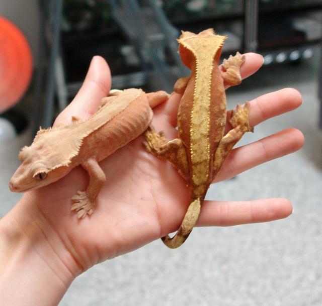 Crested Gecko breeders