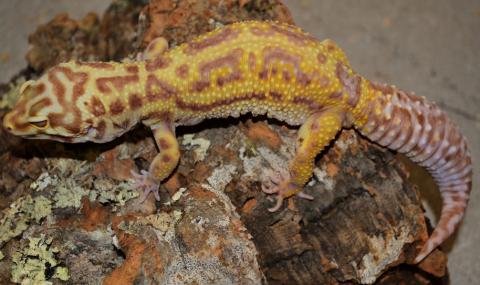 Adult Bell Albino Bold Striped Leopard Geckos