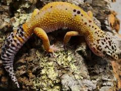 Adult Female Hypo Tangerine Leopard Geckos