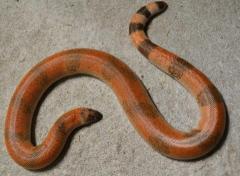 Small Indian Smooth Scaled Sand Boas