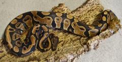 Small Yellow Belly Ball Pythons
