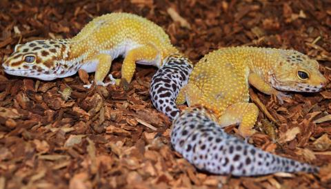 Adult Female Super Hypo Tangerine Leopard Geckos
