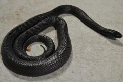 Sub Adult Mexican Black Kingsnakes