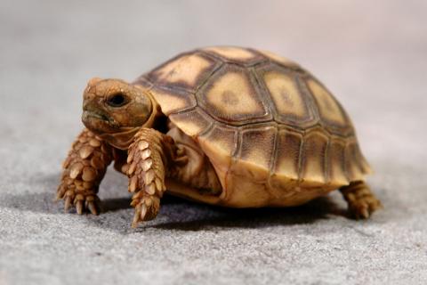 Baby Sulcata Tortoises 100% Het for Ivory