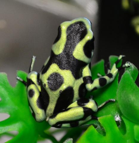 Adult Green & Black Auratus Dart Frogs