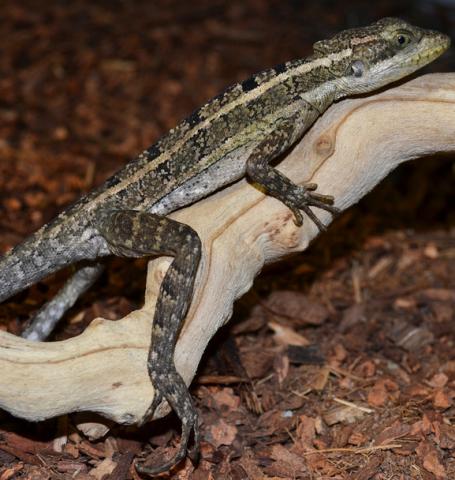 Small Brown Basilisks w/regrowing tails