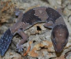 Small African Fat Tailed Geckos w/regrown tails