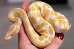 Small Albino Ball Pythons