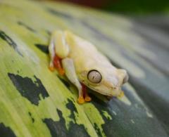 Baby Leutino Red Eyed Tree Frogs