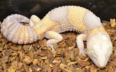 Adult Albino African Fat Tailed Geckos