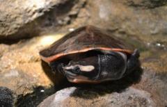 Malaysian Pink Bellied Side-Necked Turtles