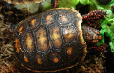 Baby Red Foot Tortoises w/extra scutes