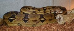 Adult Colombian Boas