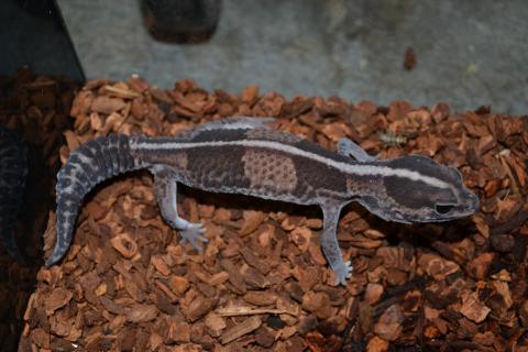Adult Striped African Fat Tailed Geckos