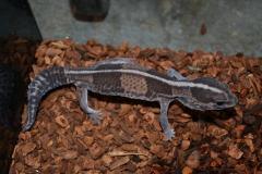 Adult Striped African Fat Tailed Geckos