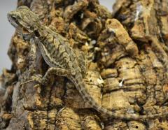 Baby Leatherback Bearded Dragons