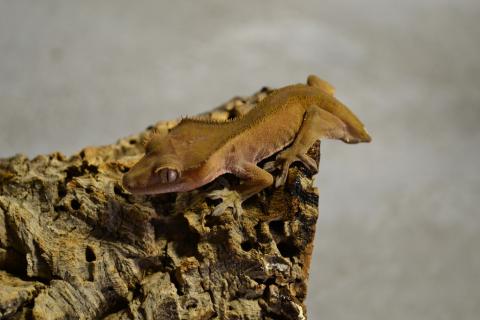 Small Flame Crested Geckos w/stub tails