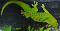 Adult Madagascar Giant Day Geckos