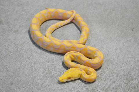 Baby Lavender Albino Reticulated Pythons