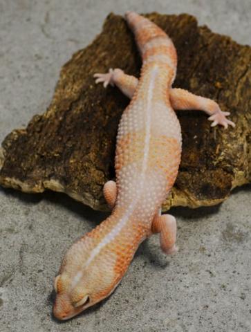 Sub Adult Albino Striped African Fat Tailed Geckos