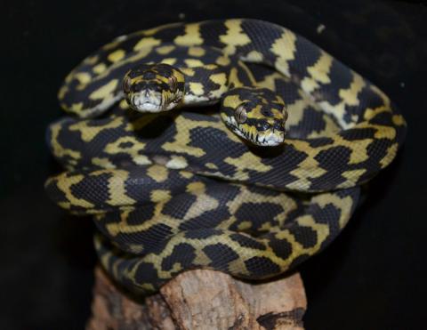 Baby Irian Jaya Carpet Pythons