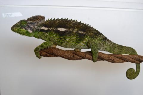 Adult Verrucosus Chameleons
