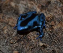 Blue & Black Auratus Dart Frogs