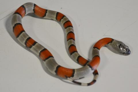 Baby Grey Banded Kingsnakes