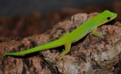 Seychelles Giant Day Geckos