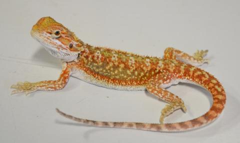 Baby Hypo Red Dunner Bearded Dragons
