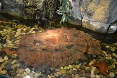 Large Mata Mata Turtles