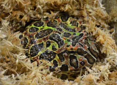 Large Ornate Pacman Frogs