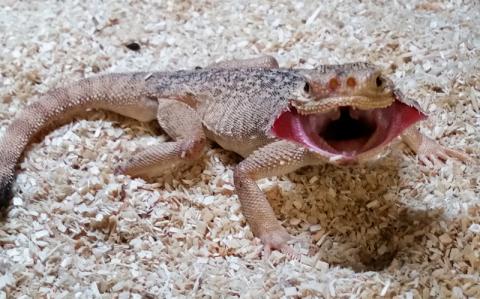Adult Frilled Toad Headed Agamas