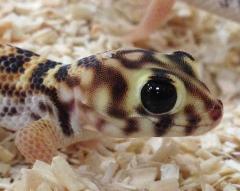 Russian Frog Eyed Geckos