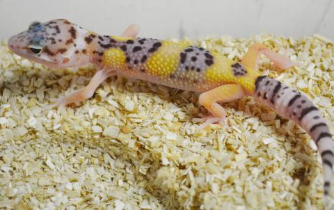 Small Eclipse Leopard Geckos