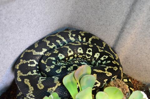 Adult Jungle Carpet Pythons