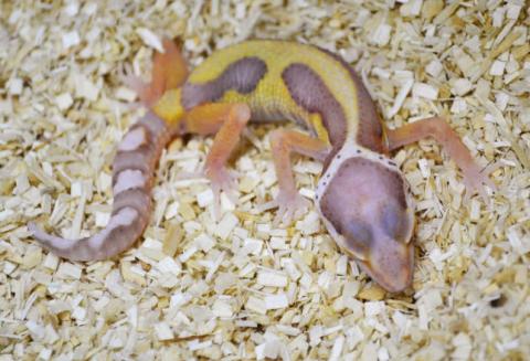 Small Jungle Bell Albino Leopard Geckos