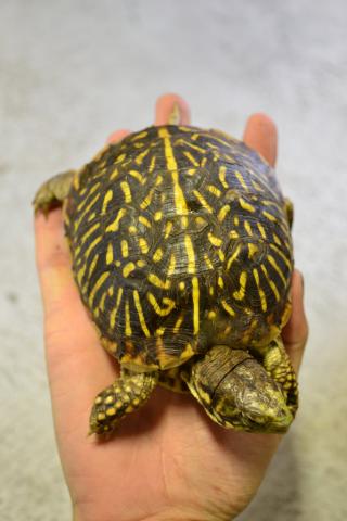 Small Ornate Box Turtles