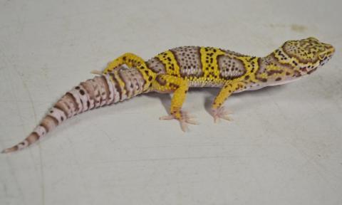 Large Bell Albino Leopard Geckos