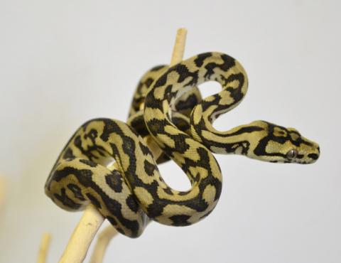 Baby Jungle Jaguar Carpet Pythons