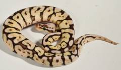 Baby Pewter Bee Ball Pythons
