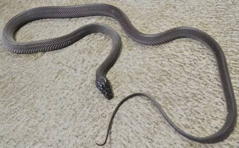Sub Adult Western Forest File Snakes