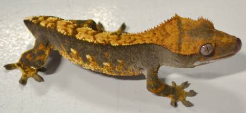 Adult Flame Crested Geckos w/stub tails