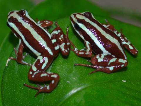 Santa Isabel Phantasmal Dart Frogs