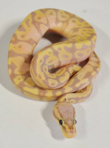 Baby Male Banana Pastel Ball Pythons