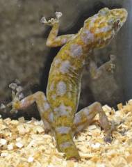Fringe Toed Geckos